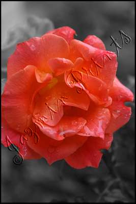 raw rose