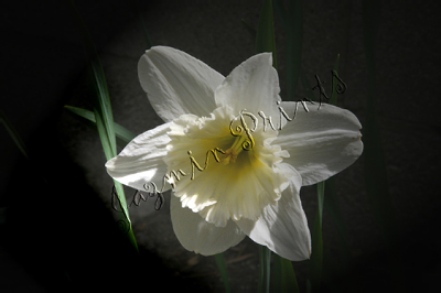 west daffodil v2
