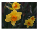 Daffodil series 100A