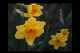 Daffodil series 100B