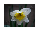 daffodil series 061