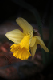 yellow daffodil 2
